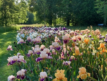 A few irises today