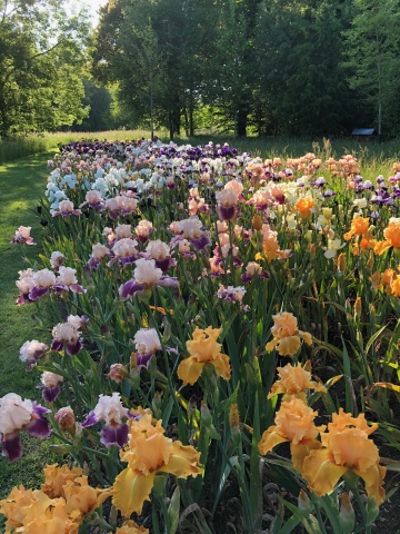 Le PIC DE FLORAISON DES IRIS 2025 COMMENCE AUJOURD&#039;HUI