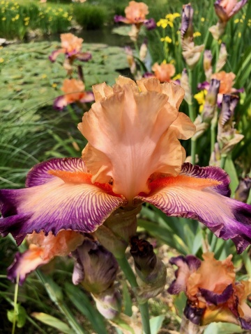 Our irises are blooming !