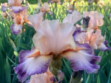 FLORAISON DES IRIS