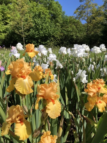 FLORAISON DES IRIS